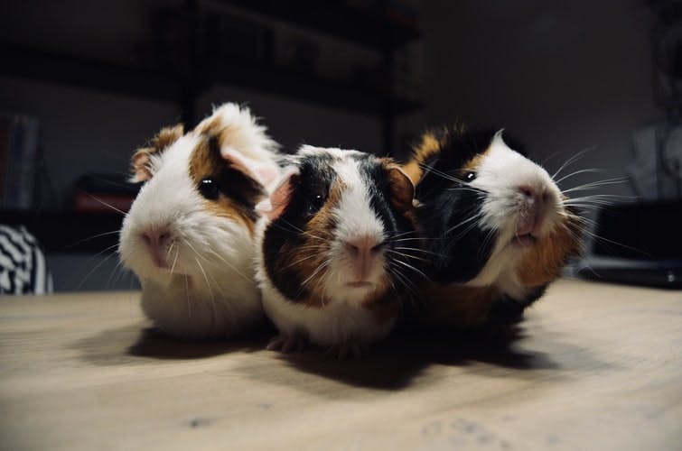 three guinea pigs 