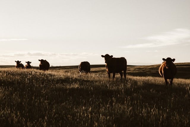 cattle field