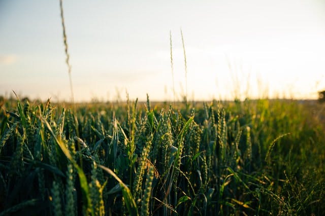 crop fields