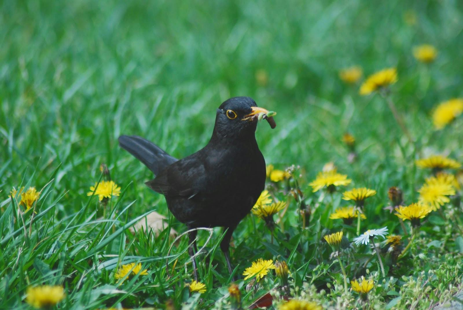 bird with worm in beak 