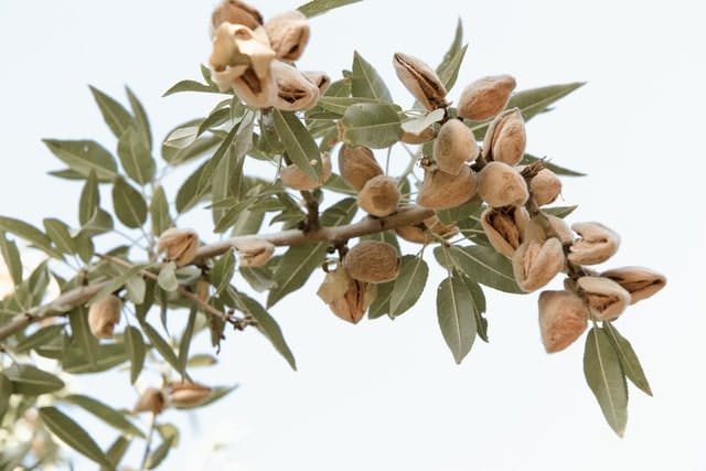 almond tree before harvest