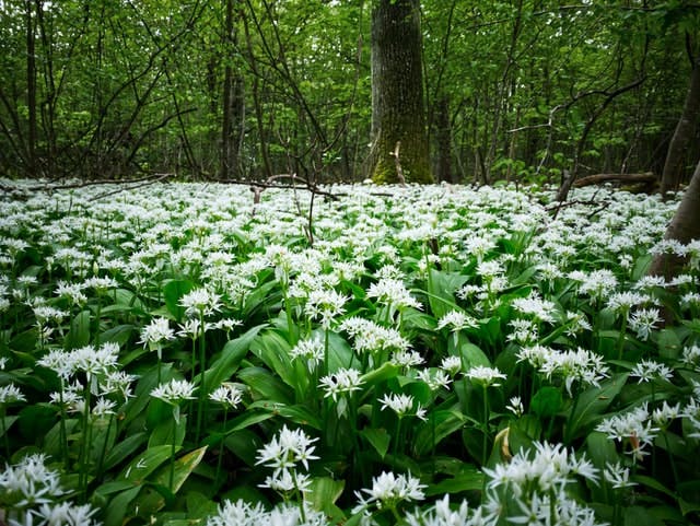 a forest of wild garlic