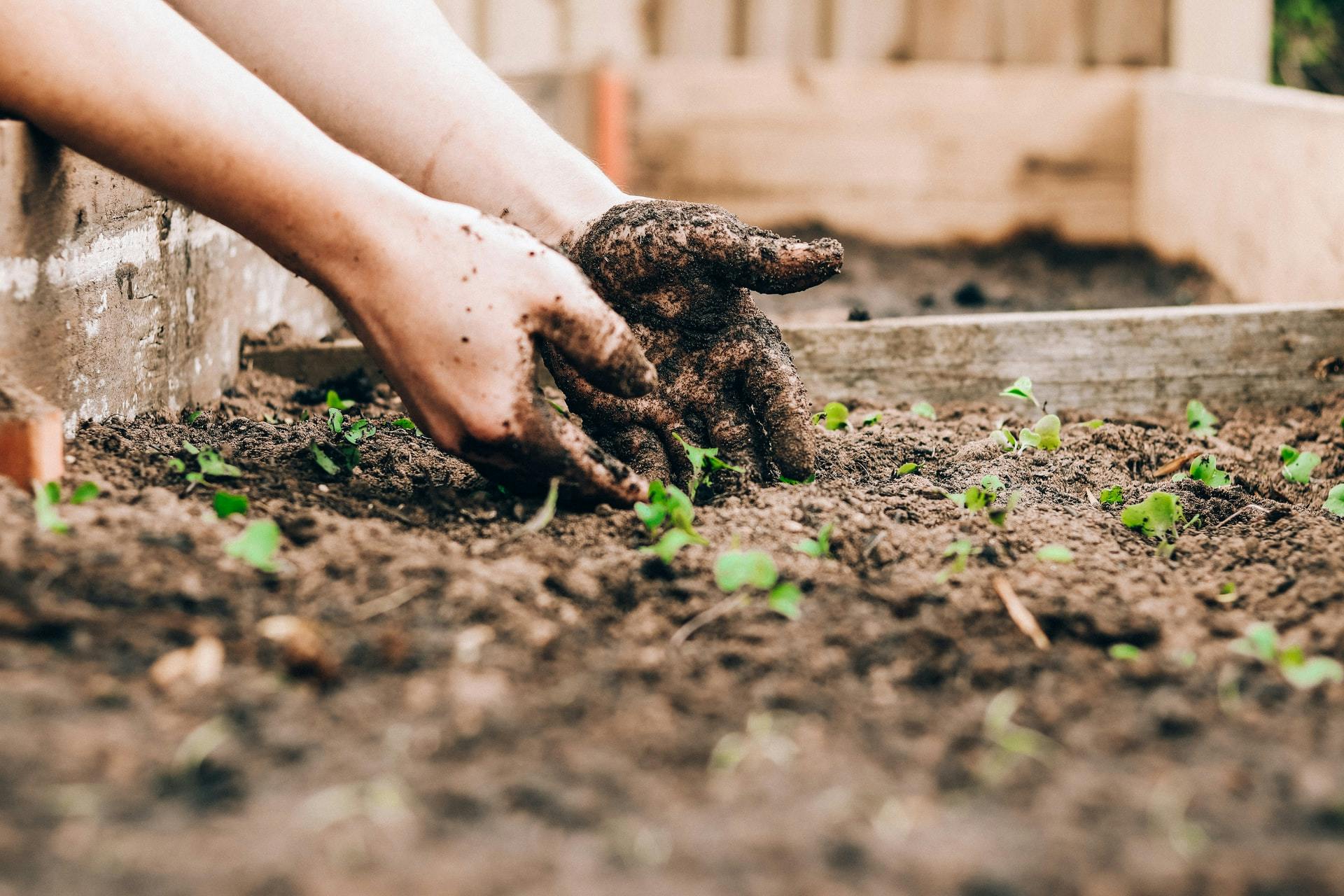 planting young plants