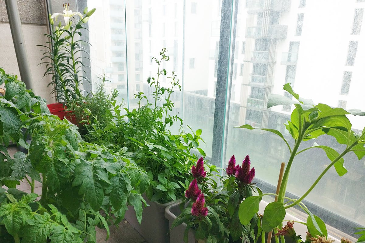 plants-on-covered-balcony