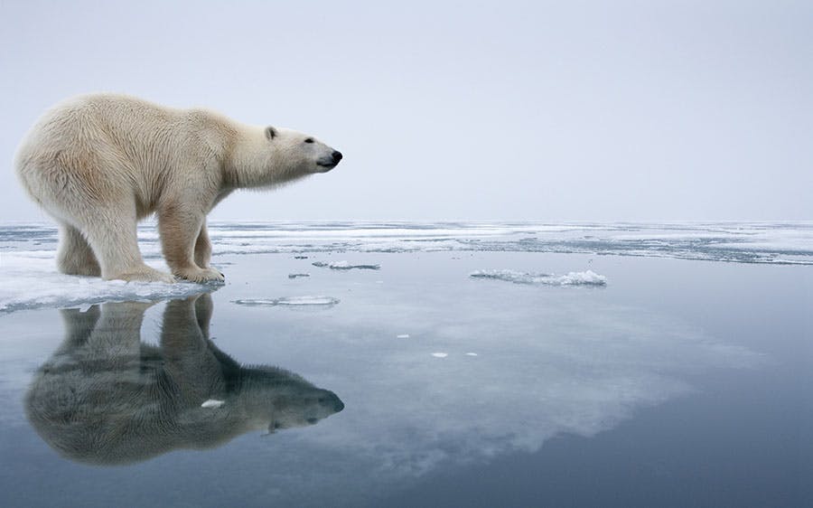 polar bear