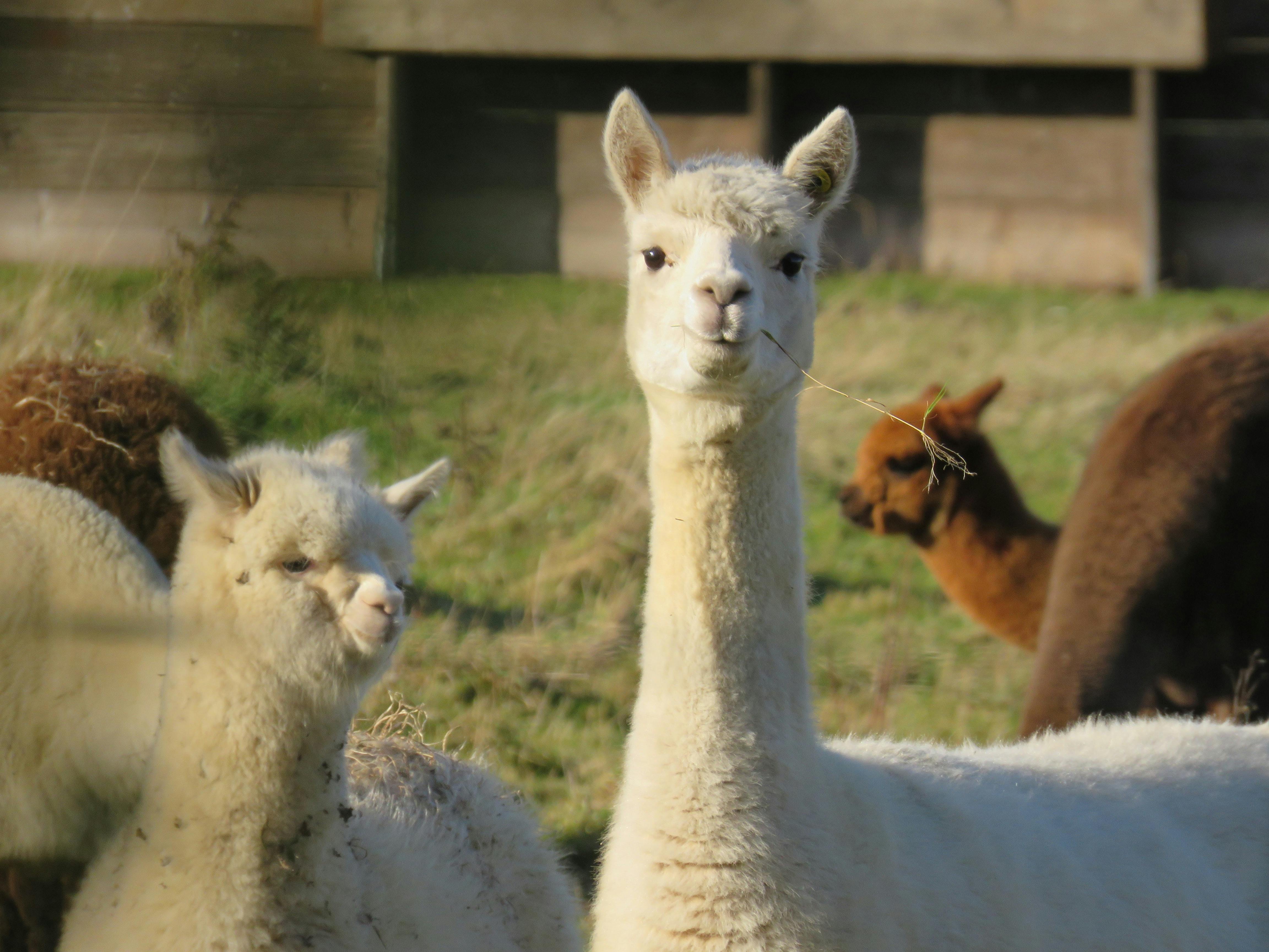 alpaca farm 