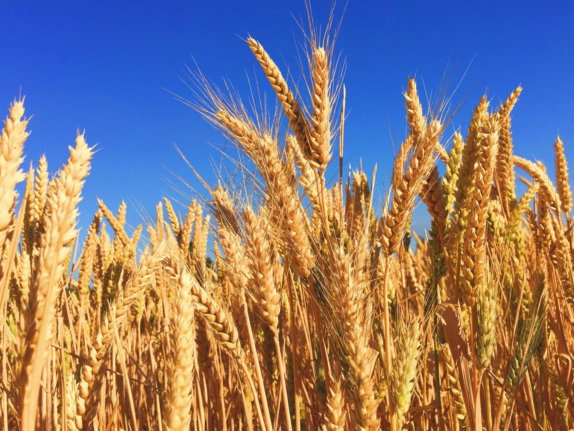 a wheat field