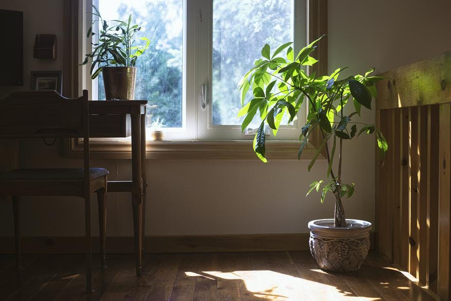 house plant in natural sunglight