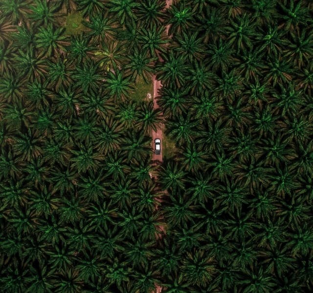 palm oil trees over head