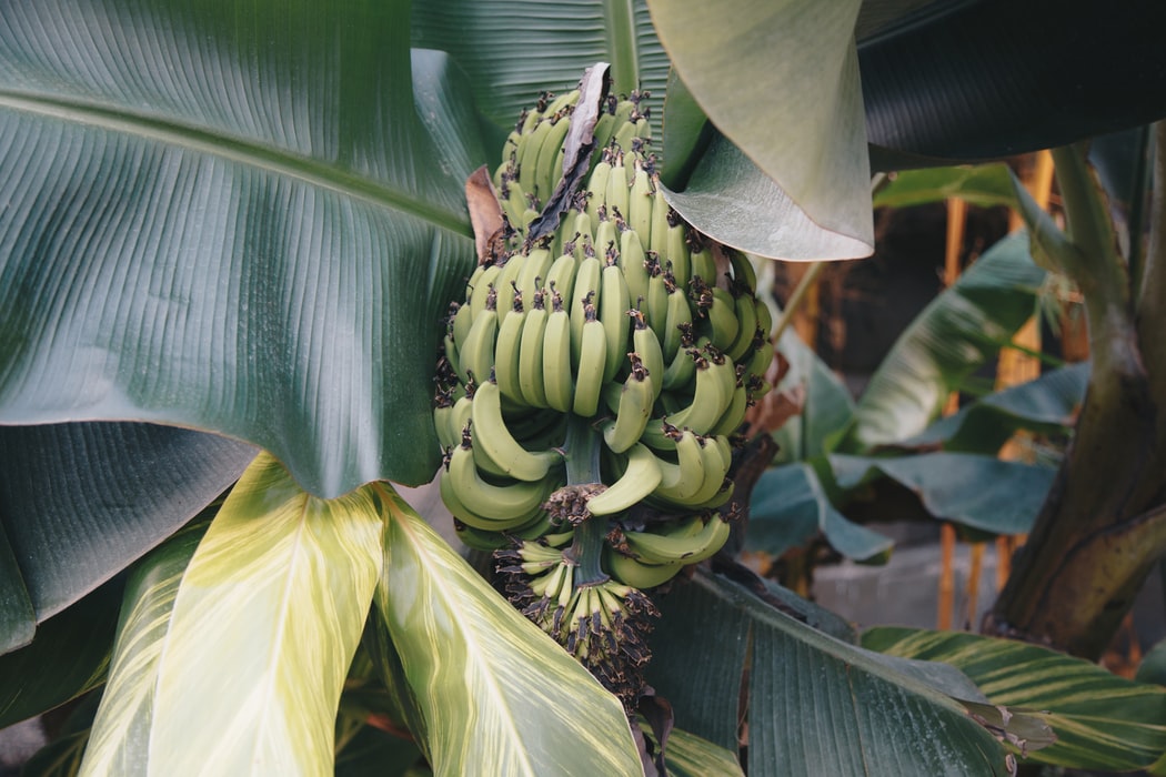 allplants Banana Blossom What Is It And Why Are Vegans Raving About It?
