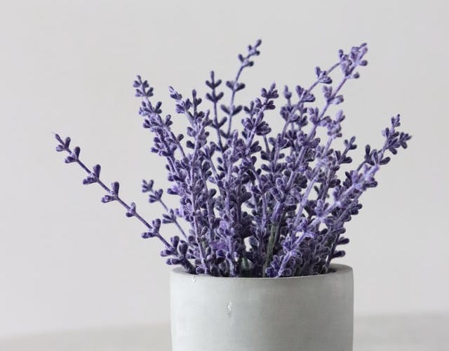 lavender plant ina pot