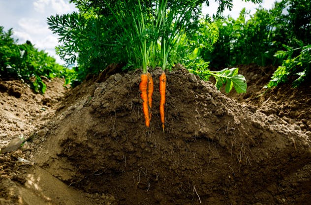 carrots-in-soil