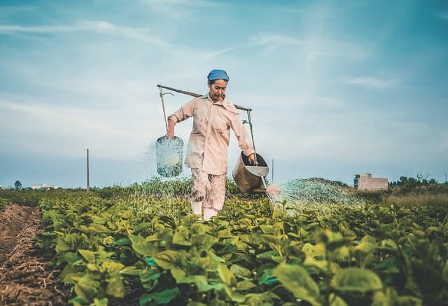 person watering a field 