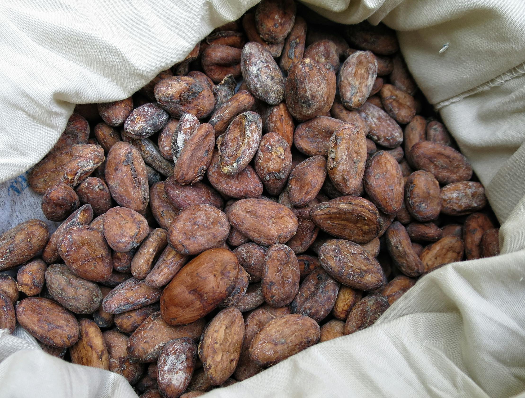 cocoa beans in white cloth