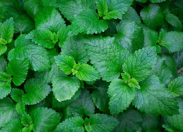 fresh mint