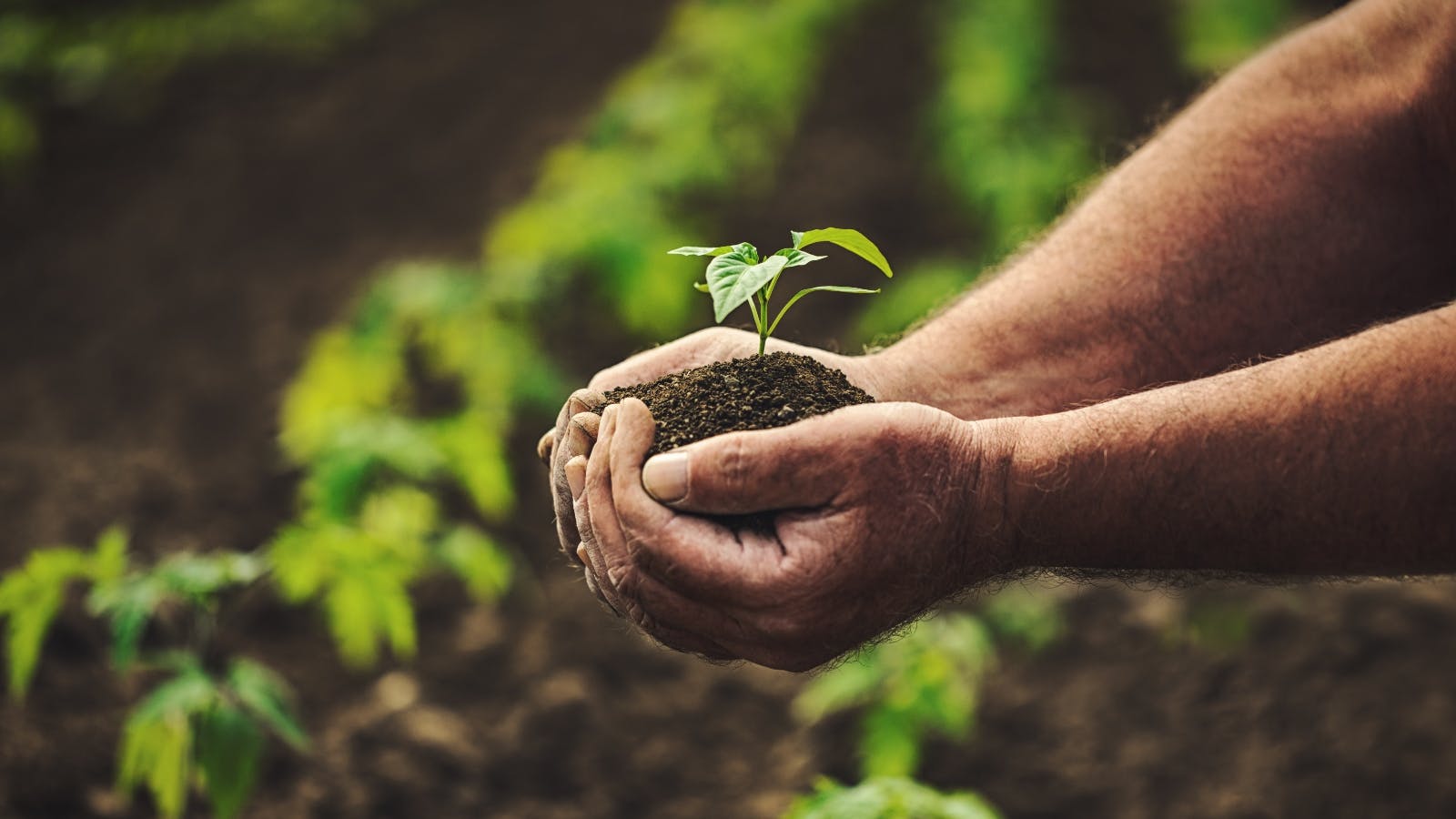 hands holding soil and a plant