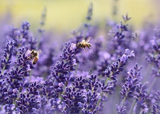 bees on lavender 