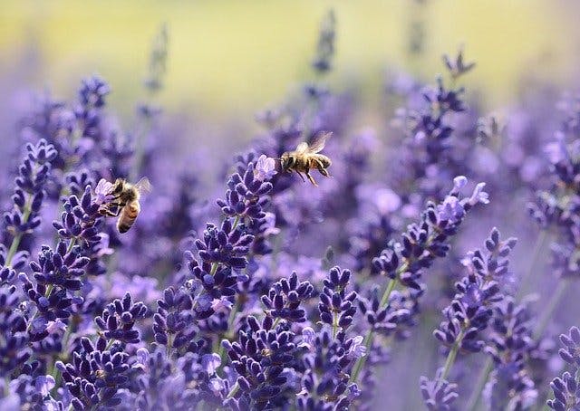 lavender bush