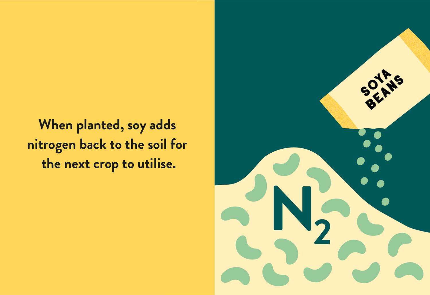 infographic showing how soy crop adds nitrogen into the soil