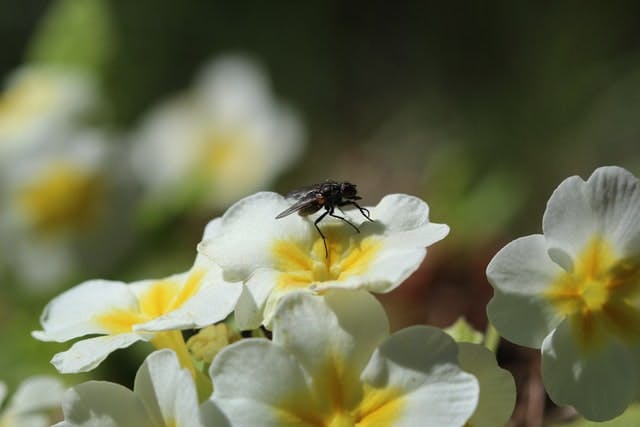 primrose with insect on 