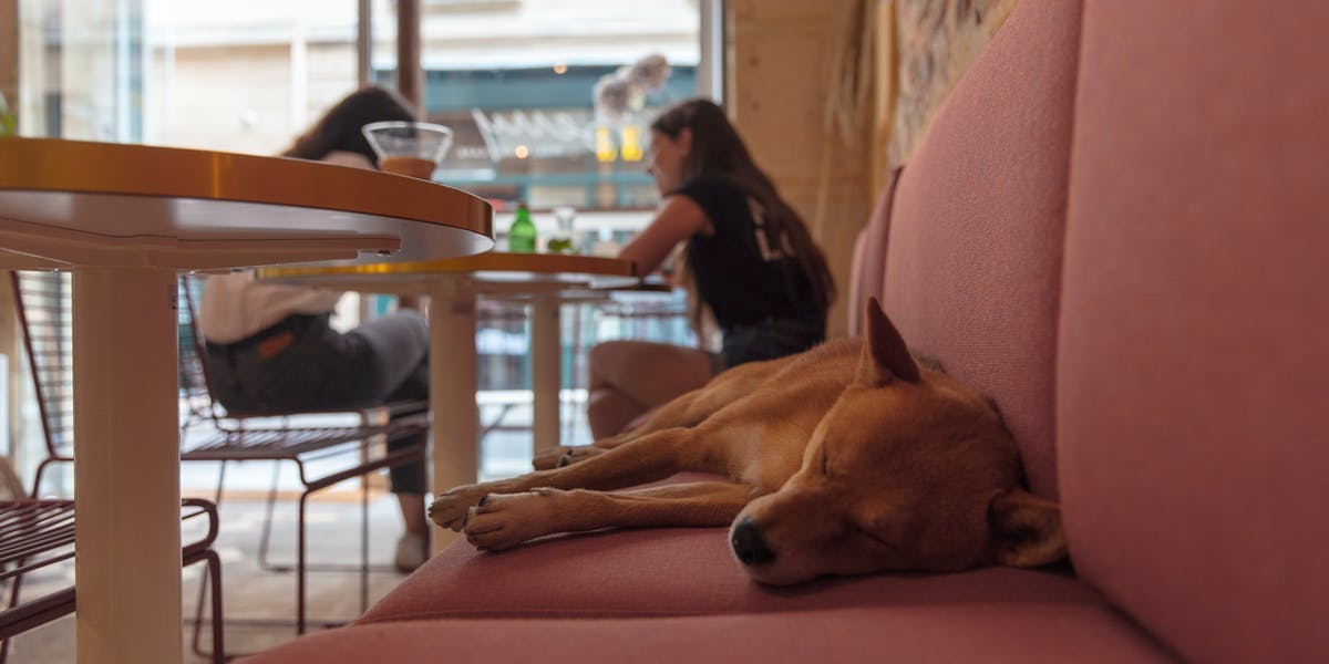 dog in a cafe