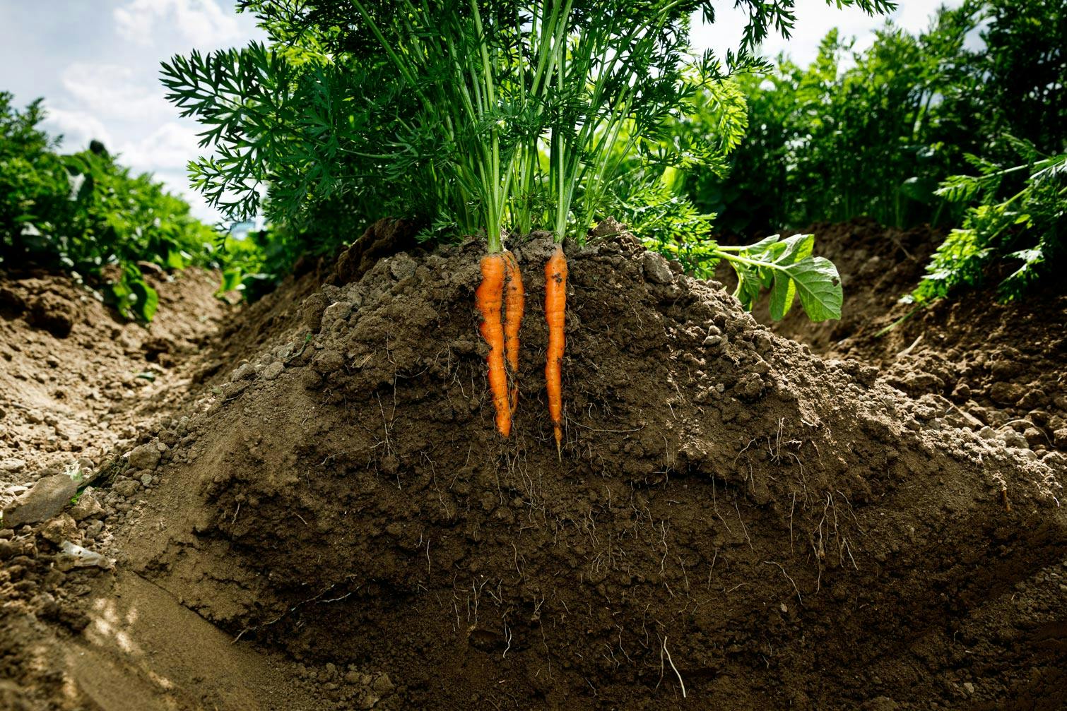 carrots in soil