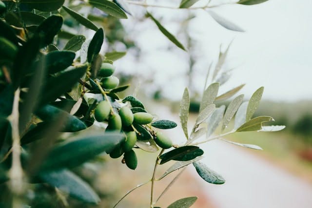 olive bush