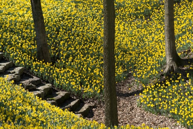 lots of daffodils