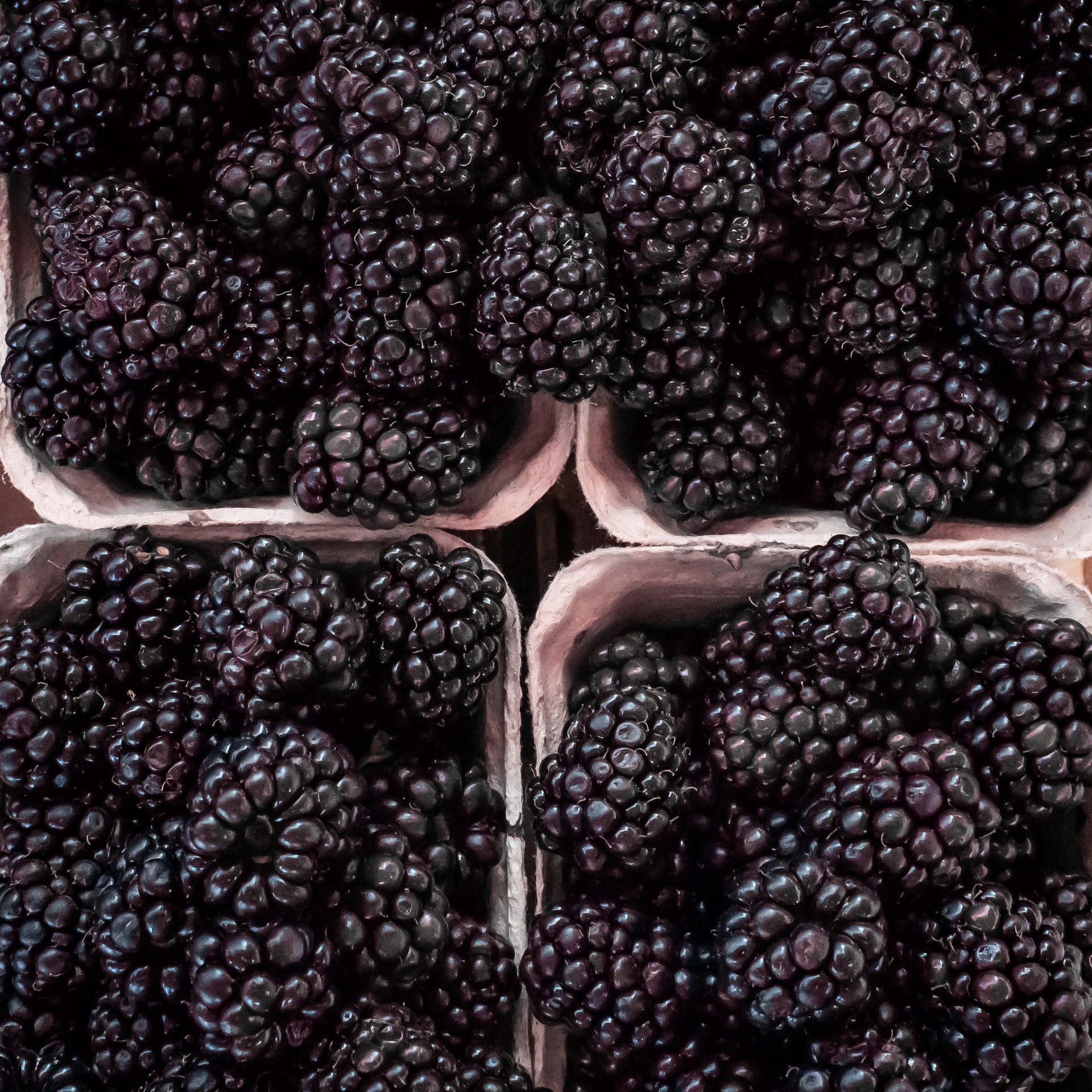 Allplants Are Blackberries Good For You   B579491b D115 40d3 B401 14449cb0f636 Punets Of Blackberries 