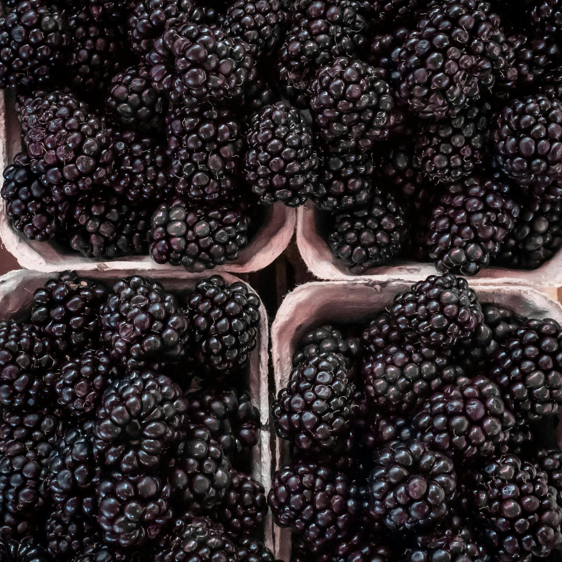 punets of fresh blackberries