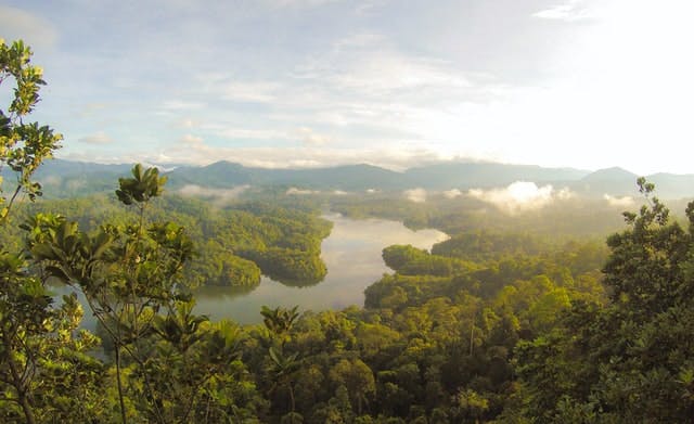 a rainforest view