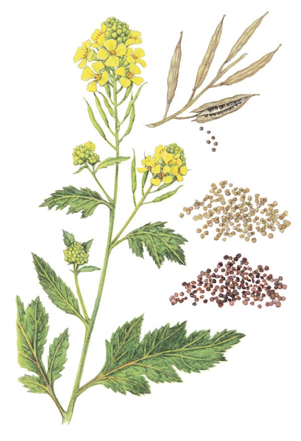 mustard plant drawing
