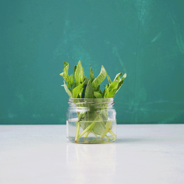 herbs in water