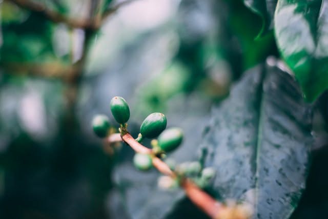 a coffee plant