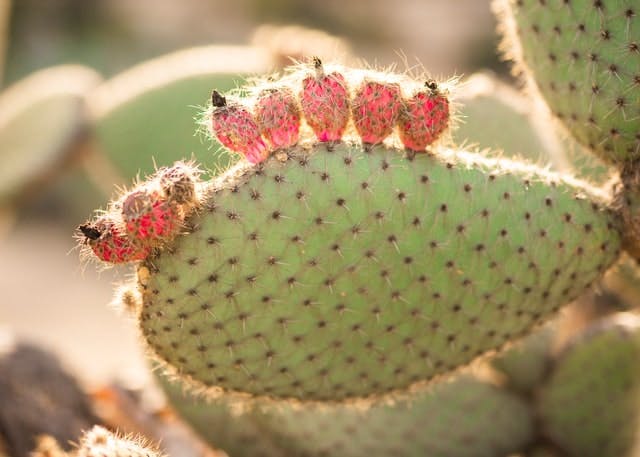 cactus with prickly pear fruit