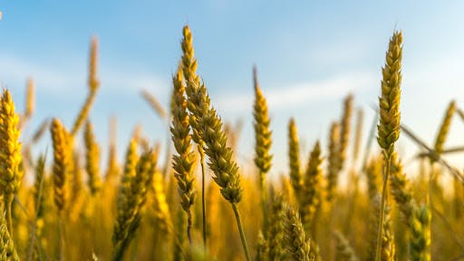 wheat crop