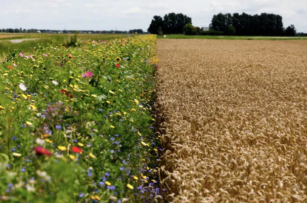 a meadow 