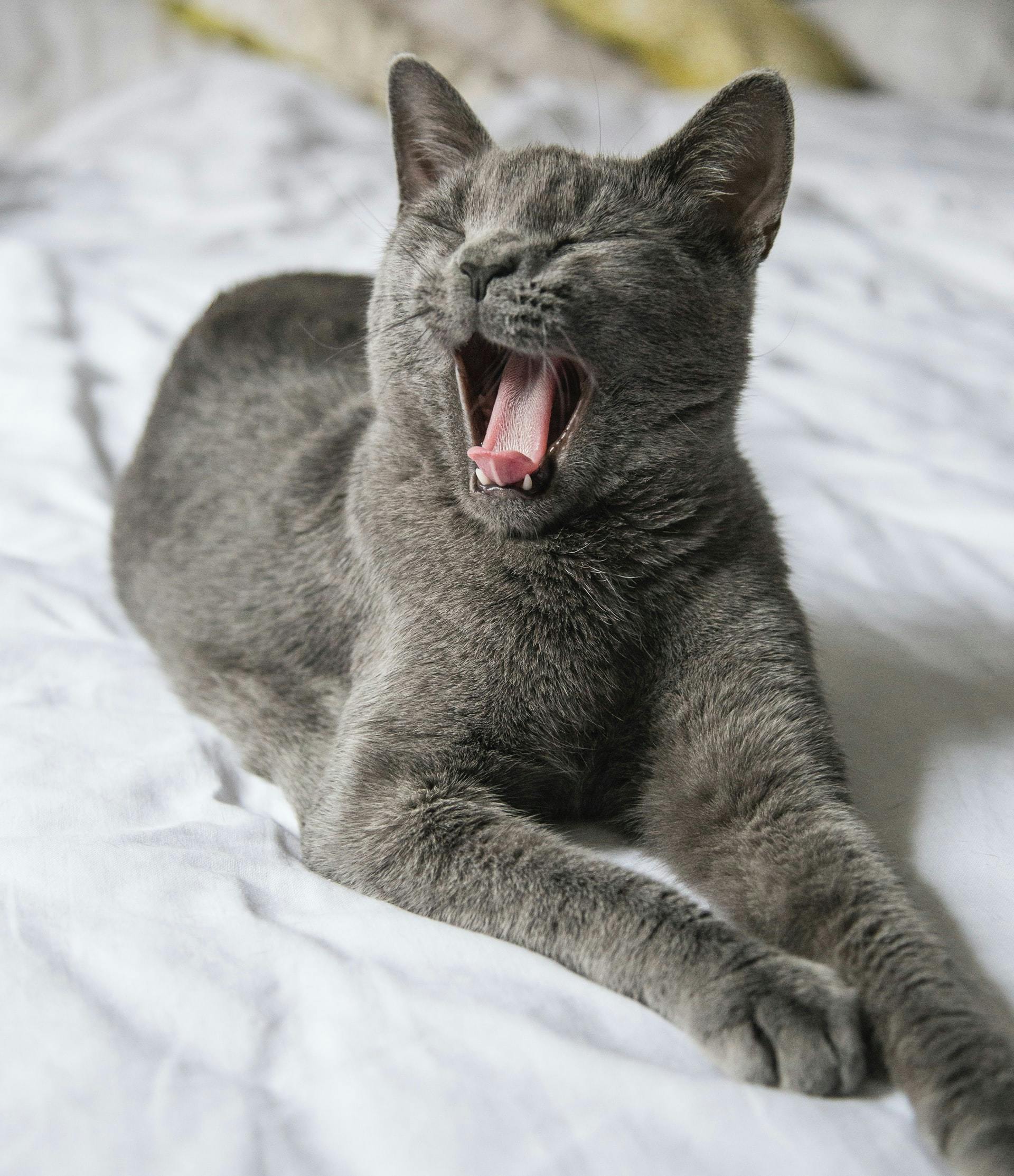 yawning cat