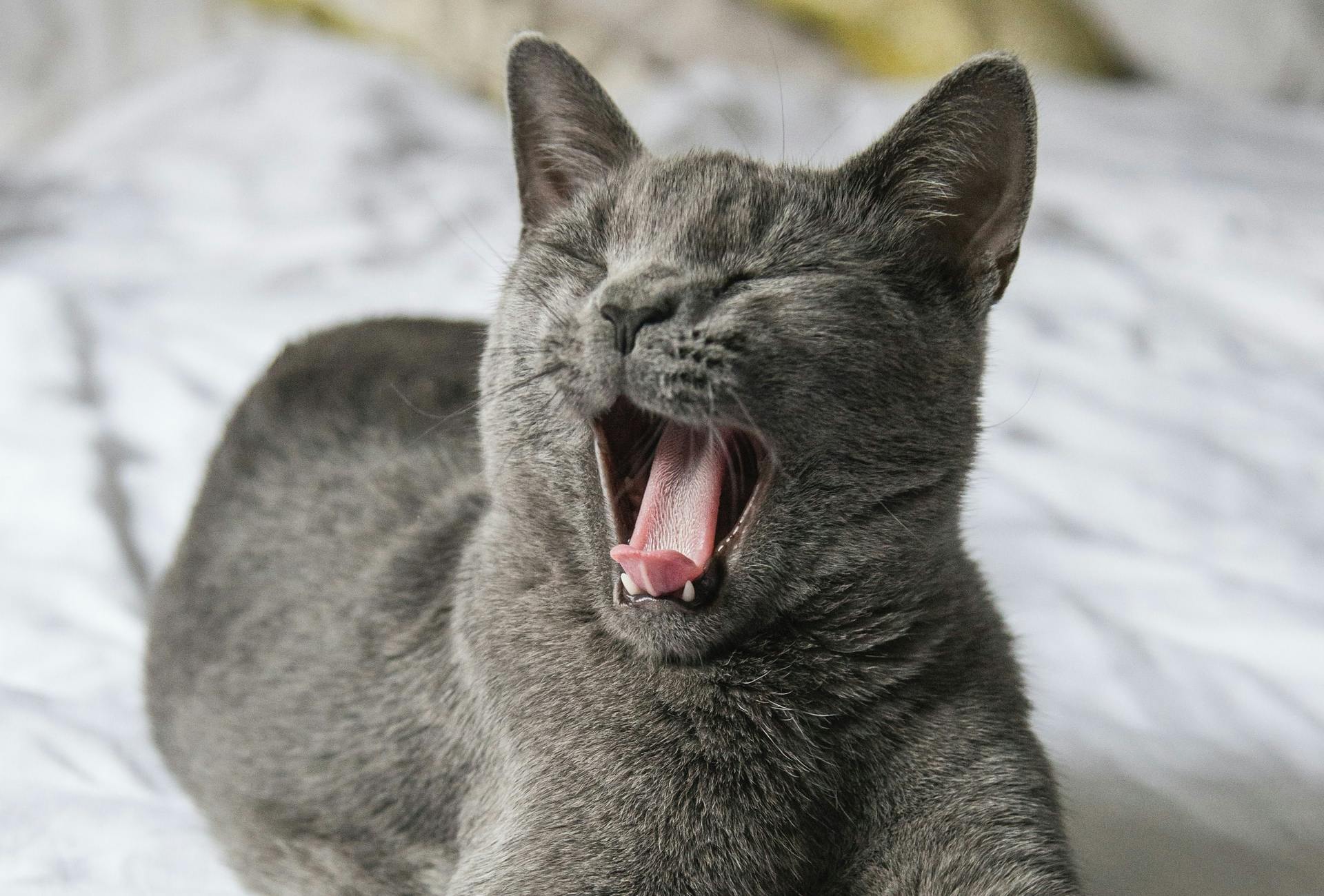 a yawning cat in bed