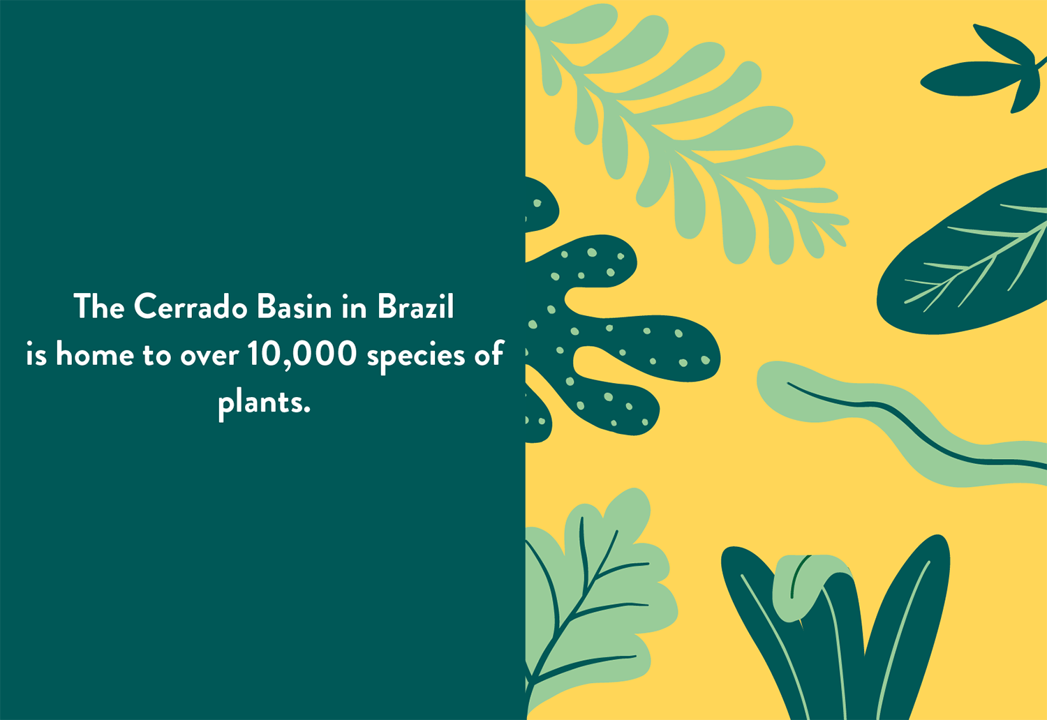 Infographic showing 10,000 species of plants in Cerrado Basin