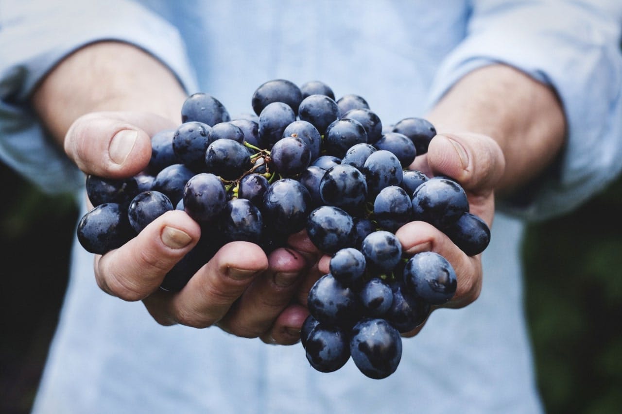 hands holding a bunch of purple grapes