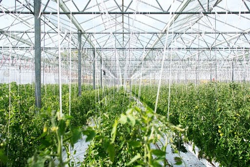 produce growing in a farm greenhosue