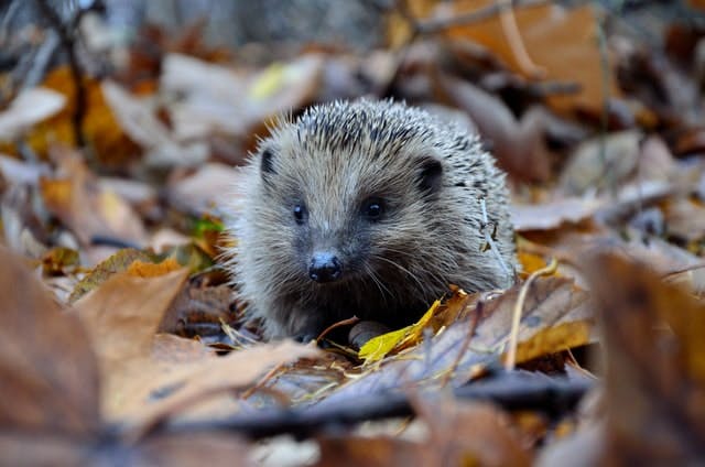 hedgehog