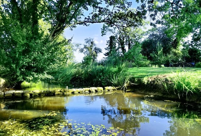 sunny garden pond