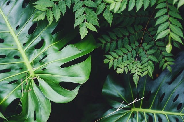 macro image of leaves