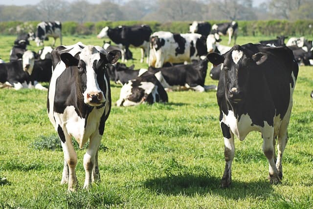 cattle in a field