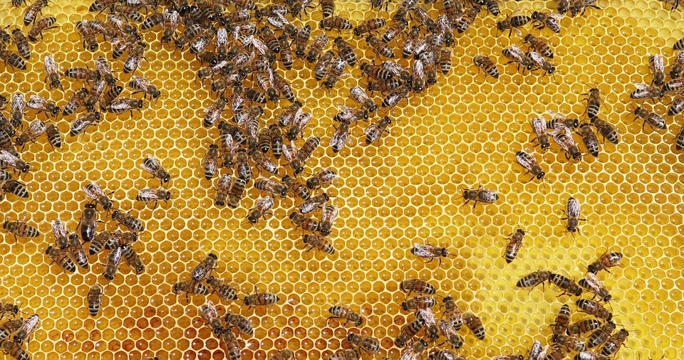 bees on honeycomb