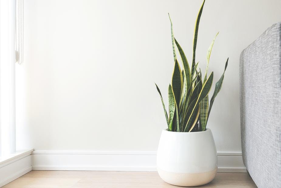 house plant in white home interior 