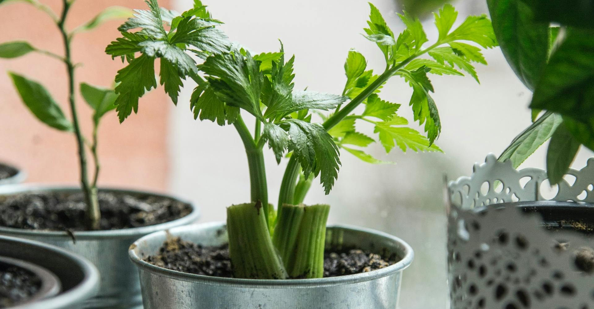 celery growing