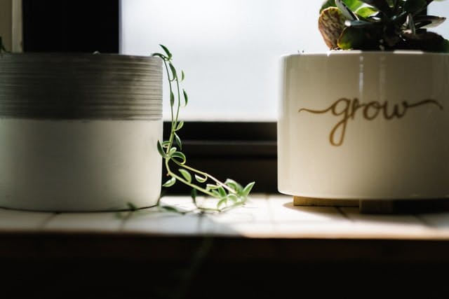 house plants on a shelf